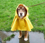 Hondenweer...kreeg ik zo doorgestuurd!