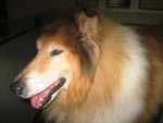 Chivas,collie,voor oa zwakte achterhand lang acupunctuur gehad.