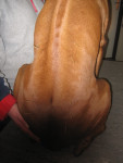 Handsome's rug met acupunctuurnaalden.