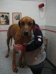 Handsome,rhodesian ridgeback, reageert goed op acupunctuur.