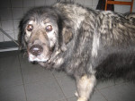 Iwan,13,5jr  is een joegoslavische herder,de zgn.Sar Planina
