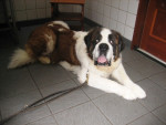 Limbo,7jr,heeft zwakke polsen en last van artrose.