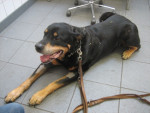 Uria,rottweiler,12jr,reageert goed op acupunct. voor artrose