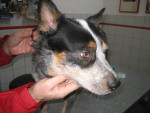 Binkie,ondanks zijn ziekte een ontzettend lieve hond. 