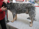 Binkie,australian cattle dog,heeft acute myositis(spieronts)