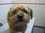 Skay,border terrier,wat een heerlijk koppie!