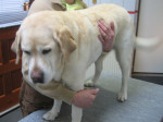Lotte,schat van een labrador, wordt high van acupunctuur.