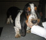 Anselmo,driekl. basset, krijgt acupunctuur voor bew.probl.