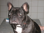 Karel,franse bulldog,krijgt met succes acupunct. voor rugkl.