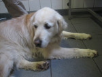 Rico,golden,13,5jr,heeft last van artrose en HD. Ook zijn linker knie is pijnlijk. Hij heeft startproblemen.