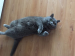 Akina, blauwe Brits Korthaar, 5 jr, heeft vaak last van haar rug.Na de laatste acubehandeling rolde ze weer op haar rug!