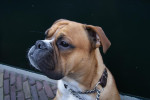 Asgard,old english bulldog, heeft nogal wat klachten in zijn leventje gehad en is de grote broer van thorfinn