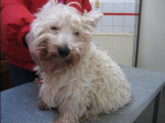 Bobbie,westy,is heel lang behandeld met acupunctuur voor zijn bew.stelsel. Hij is 17,5 jaar oud geworden!