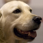 Roos,zeer lieve golden retriever,is 5 jaar geleden herplaatst. Ze heeft een trage schildklier en bew. problemen. 