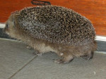 Egel loopt als een ..egel! En dat na slechts 1 acupunctuurbehandeling!