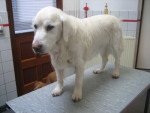 Guido,golden,13,5jr,al lang stram, zwemt met zwemvest!