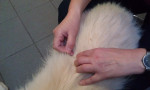 Kayan, witte herder reu met detailopname van de rug. Hij krijgt acupunctuur ivm spondylosis