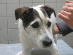 Dorus,jack russell terrier, krijgt acupunctuur voor zijn stijve rug.
