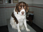 Joris,drentse patrijs,had veel last van epilepsie. 
