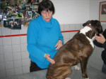 Boxer,behandeld met acupunctuur voor rugklachten.