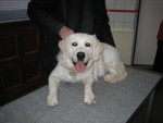 Beau,golden,had verlamde voorpoot na tegen een kast te zijn gelopen.