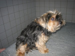 Boris,stoere yorkshire,krijgt met succes acup. voor spondylosis.