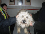 Andor,pyrenese herder,sporthond na balspel acuut verlamd. Met acup. hersteld.