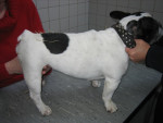 Spyke,had last van spondylosis en heeft nu ook een hernia.