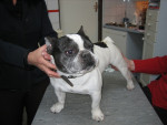 Spyke,een dappere franse bulldog,ondergaat de acupunctuur met succes.