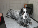 Palantiri,blauw schimmel cocker spaniel,wacht geduldig op acupunctuur behandeling.