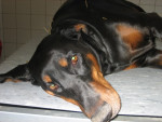 Filha,dobermann,heeft instabiele halswervels(wobbler).Reageert goed op acupunctuur.