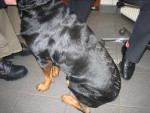 Flex,rottweiler,heeft veel last van haar rug en lekt af en toe urine.