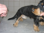 Catootje,black and tan ruwh.teckel werd gevonden op de vuilstortplaats.