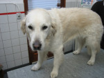 Indy,golden retriever,heeft al op jonge leeftijd last van urine incontnentie.