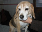 Beagle,behandeld met acupunctuur voor nekpijn en kreupelheid rechter voorpoot.