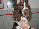 Spotty,springer spaniel reu,heeft gevoelige rug, doordat er een grote hond op sprong.