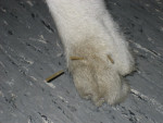Larsson, aan de afgesleten nagels kun je zien, dat hij sleept met deze poot.