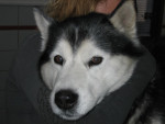 Larsson,siberische husky reu kreeg na een wandeling acuut een slepend been en verlamde staart.