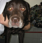 Niels,choc labrador,stormt met zijn broer de praktijk binnen....niet voor mij,maar voor de brokjes!