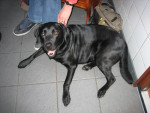 Brent, zwarte labrador,komt met broer Niels mee.