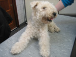 Michael,lakeland terrier,al lang behandeld met acupunctuur voor zijn bewegingsstelsel. Hier is hij ruim 17 jaar!
