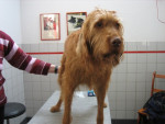 Fidelio,ruwharige Vizla reu, reageert voor zijn hernia en spondylosis met succes op de acupunctuur.