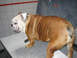 Macy,engelse bulldog,heeft last van urineincontinentie en wil maar niet loops worden. Ze krijgt acupunc. en homeopathie.