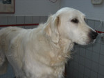 Leila,ontzettend lieve golden met halsklachten.