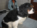 Cindy,cavalier king charles,helemaal in zich zelf gekeerd.