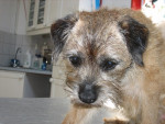 Tess,border terrier,met huidklachten:rug en staart zijn kaal