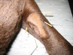 Teun,choc.labrador, heeft blijvende kale plek na bloedafname