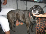 Amber,eerst een pittige hond, wordt later uitermate lief. 
