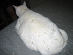 Scruffy met een rug vol met acupunctuurnaalden. Ook een kat blijft rustig stil zitten. Natuurlijk zonder narcose oid.
