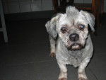 Melody,oude lhasa apso met een geweldige coupe!